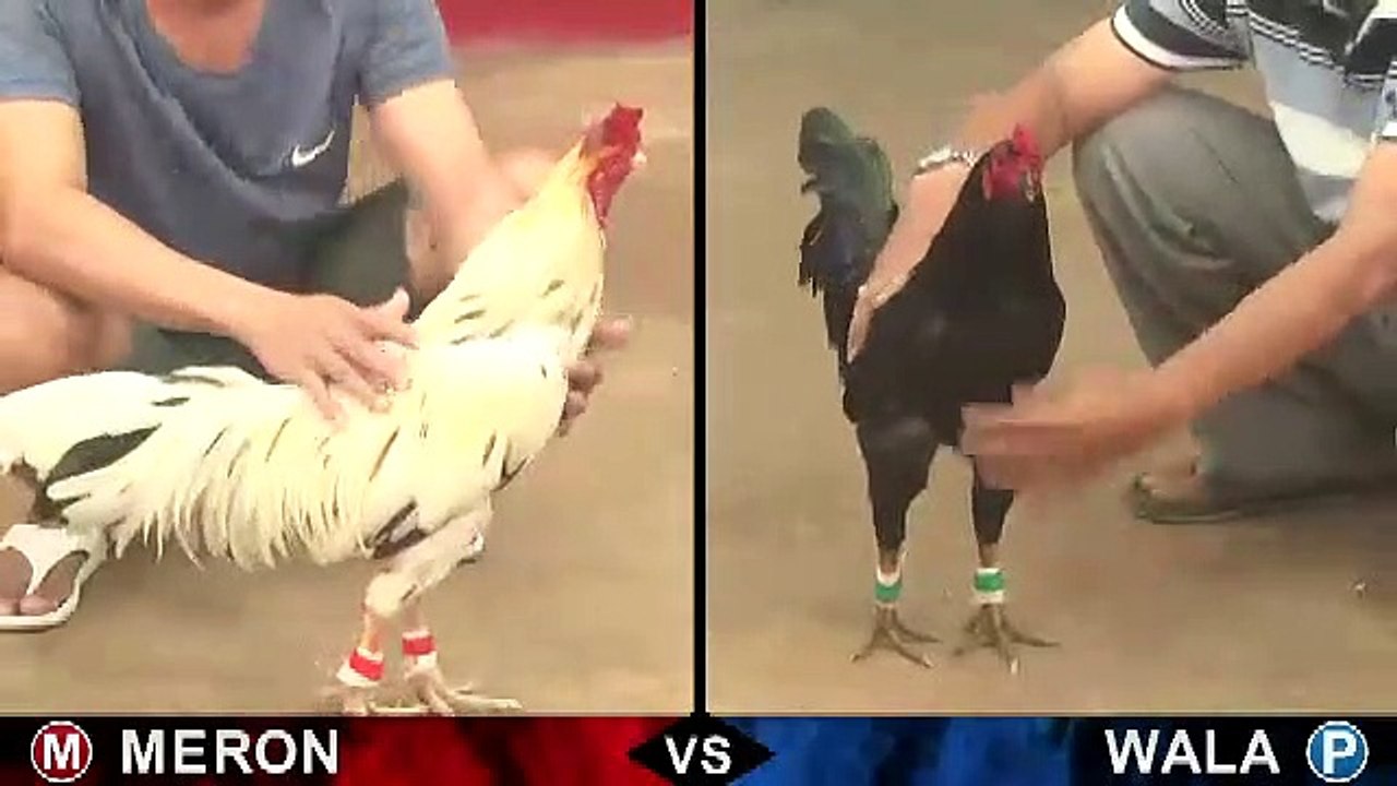 Đá gà Thomo mới nhất 2019 ngày 02/03/2019 - Video 2
