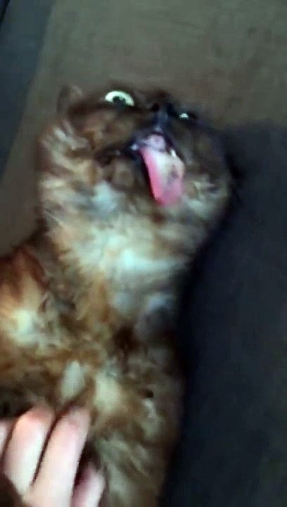 Un chat avec la langue qui pend