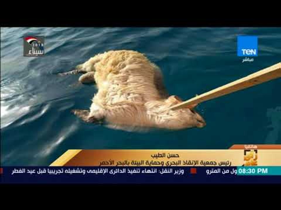 رأي عام - رئيس "الإنقاذ البحري": نجحنا في السيطرة على التلوث البحري والبيئي الناتج عن الخراف النافقة