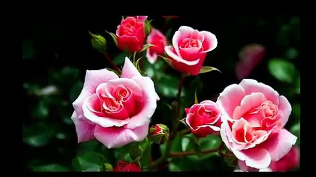 Rose Day 2019 Special WhatsApp Status, Song, Video, Valentine Day Message रोज़ डे