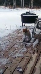 Hilarant : ce chien rentre à la maison rempli de neige