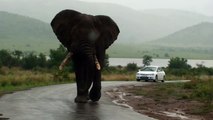 Un énorme éléphant fonce droit sur leur voiture... Terrifiant
