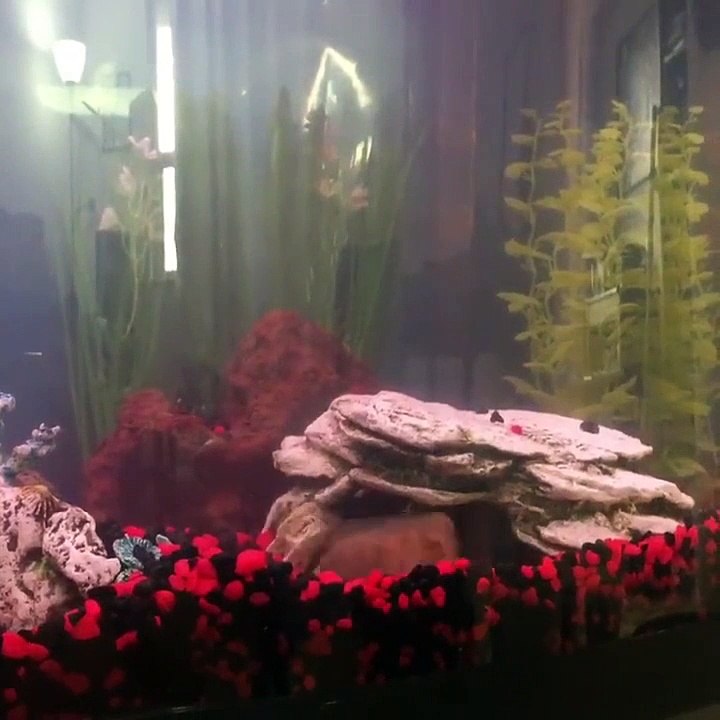 Un poisson très en colère contre son maitre qui a bougé son rocher et mis plein de cailloux partout