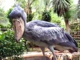 Cet oiseau énorme fait des bruits très étranges