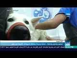 أخبار TeN - تقرير | تجميل وتدليل وتدليك.. خدمة جديدة متنقلة للحيوانات الأليفة في مصر
