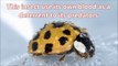 What Do Ladybugs Eat- Facts About Ladybugs - Animal Video 2019