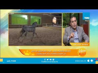 أسرار عالم الخيول فى مصر من الأسماء والاقتناء حتى البيع والشراء