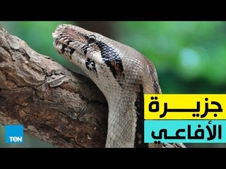 جزيرة الأفاعي .. من أخطر الأماكن في العالم .. هل يساورك الفضول لزيارتها؟
