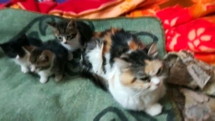 Triplets Cats Stitting Next To Mom In Family Reunion