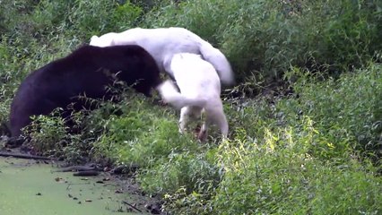 Hungry wolf attack Bear ¦ Mother Bear Protects Baby From Hungry Wolves - Fight Attacks Animal