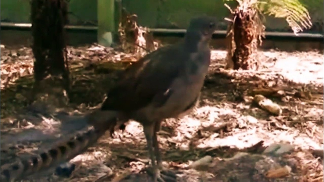 Best Songbird From Lyrebird -  Lyrebird song