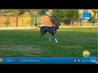 السمع والطاعة مش بس للبشر.. مجموعة شبابية تنظم تجمع أسبوعى لتهذيب أخلاق الكلاب