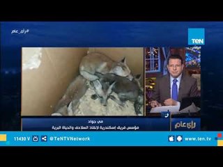 سيدة تنقذ ذئب نادر قبل بيعه على "الفيسبوك"