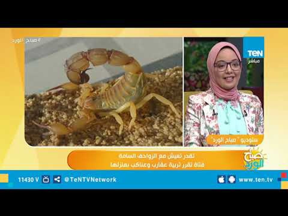 لو لدغك عقرب.. تعرف على الإسعافات الأولية من طالبة بقسم الحشرات بكلية العلوم