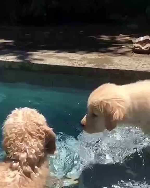 Ces adorables petits Golden retrievers ont une piscine à eux. Les regarder fait du bien