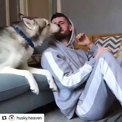 Il voit son maître en train de pleurer. L'attitude venant de ce chien est exceptionnelle !!