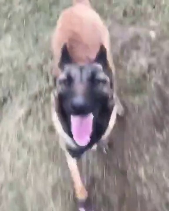 Incroyable !! Ce berger allemand est adorable. Découvrez à quel point il est bien dressé