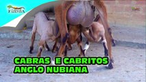 CABRAS E CABRITOS ANGLO NUBIANA