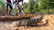 Easy Crocodile Trap - Build Deep Hole Underground Using Deep Hole & Chicken That Work 100% By Men