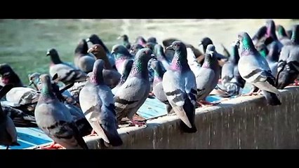 Knockdown Pest Control | Pest Control Sydney