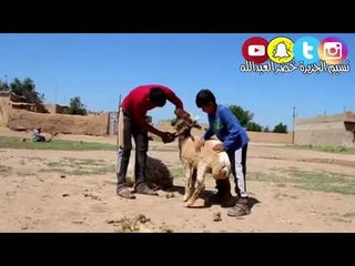 هبهب هوى العذيبي - من الأغاني الجميلة - النجم ؛ عدنان الجبوري -خضرالعبدالله ( قديمك نديمك )