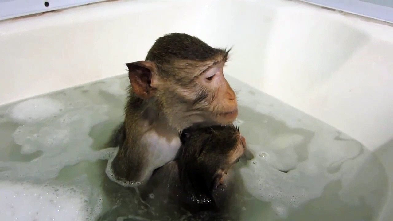 Une macaque et son petit prennent un bain !