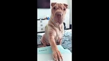 Funny and Cute Animals!!! - 1