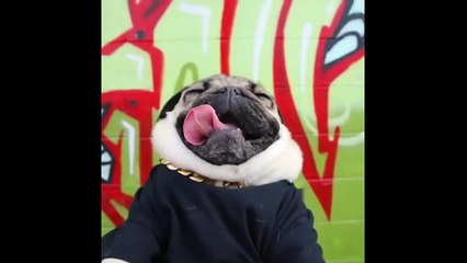 Funny and Cute Animals! | Animales Lindos y Divertidos - 5