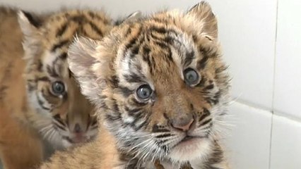 Video: Bu kaplan yavrularının nesli tükeniyor