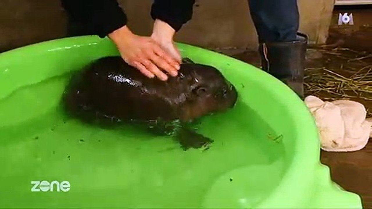 "Zone Interdite" assite au premier bain d'un bébé hippopotame et ça fait craquer les téléspectateurs !