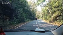 Husband and wife recoil in fear as wild elephant approaches their car