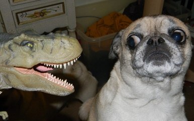 TOP 10 Dogs Barking - Funny Dogs Compilation