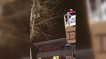Ankara'da Ağaçta Mahsur Kalan Kedi İçin Seferber Oldular