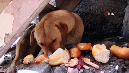 Dondurucu soğuğa dayanamayan yavru köpek telef oldu