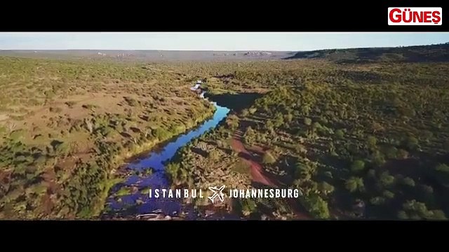 THY Basın Müşaviri Yahya Üstün'den duygulandıran paylaşım: 4 aslan özgürlüğüne kavuşturuldu