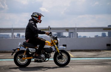 Si pemalu usah naik Monkey