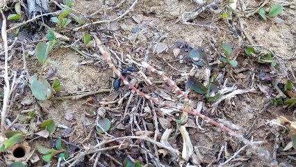 Big Black ant video.Vidéo Big Black ant.