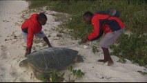Kenya sea turtles: Rescuing endangered species