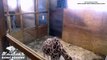 April the Giraffe 2019 | Staff Cleans Stall This Morning