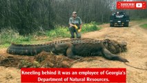 Alligator so large that people thought it was fake recovered from Georgia ditch