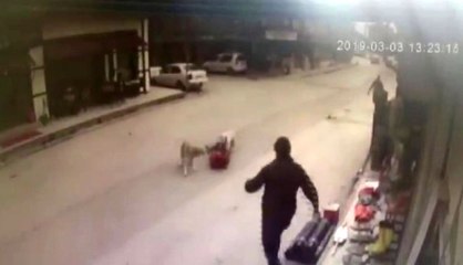 Köpeklerin Saldırısına Uğrayan Çocuğu Esnaf Kurtardı