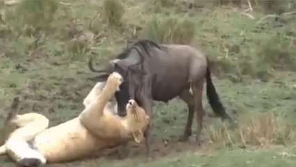 Leoa Prepara Almoço De Carne De Gnu Para Seu Marido Leão Preguiçoso