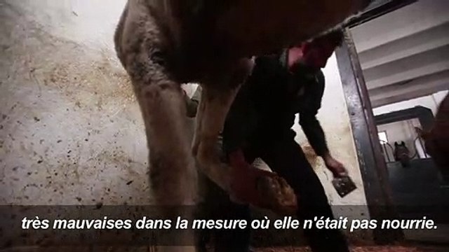 En Syrie, les pur-sang arabes menacés et traumatisés