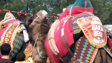 5. Töngüşlü Geleneksel Deve Güreşleri - ANTALYA