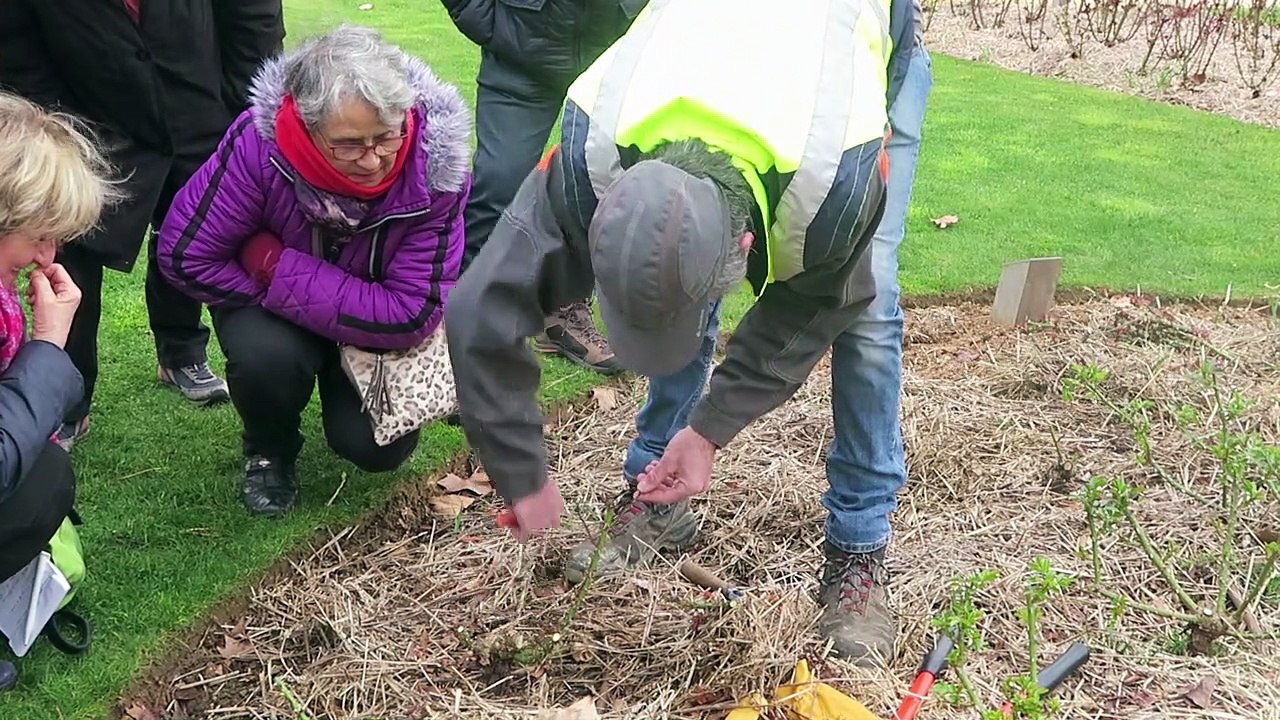 VIDEO. C'est le moment de tailler ses rosiers, mais comment ?