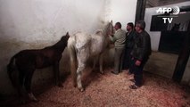 مهمة شاقة لإنقاذ خيول عربية أصيلة فتكت بها الحرب في سوريا