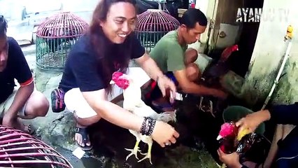 JALAN2 KE TEMPAT KOKO HENDRA PACUL MAS FARM ayamou tv