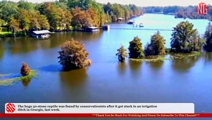 Real Giant Alligator Hauled From Ditch, Unfortunately It Had To Be Killed