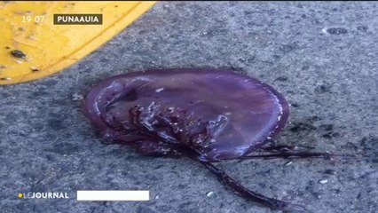 Attention aux méduses !