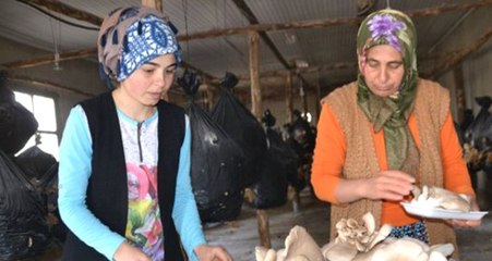 Devlet Desteğiyle İstiridye Mantarı Üretmeye Başlayan Aile Paraya Para Demiyor